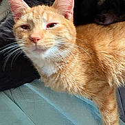 Sushi joined the competition — help win amazing prizes! bed, black_cat, blanket, cat, closeup, domestic_animal, ears, feline, fur, indoor, muzzle, nose, orange_cat, pet, portrait, sheet, sleepy, tabby, two_cats, whiskers