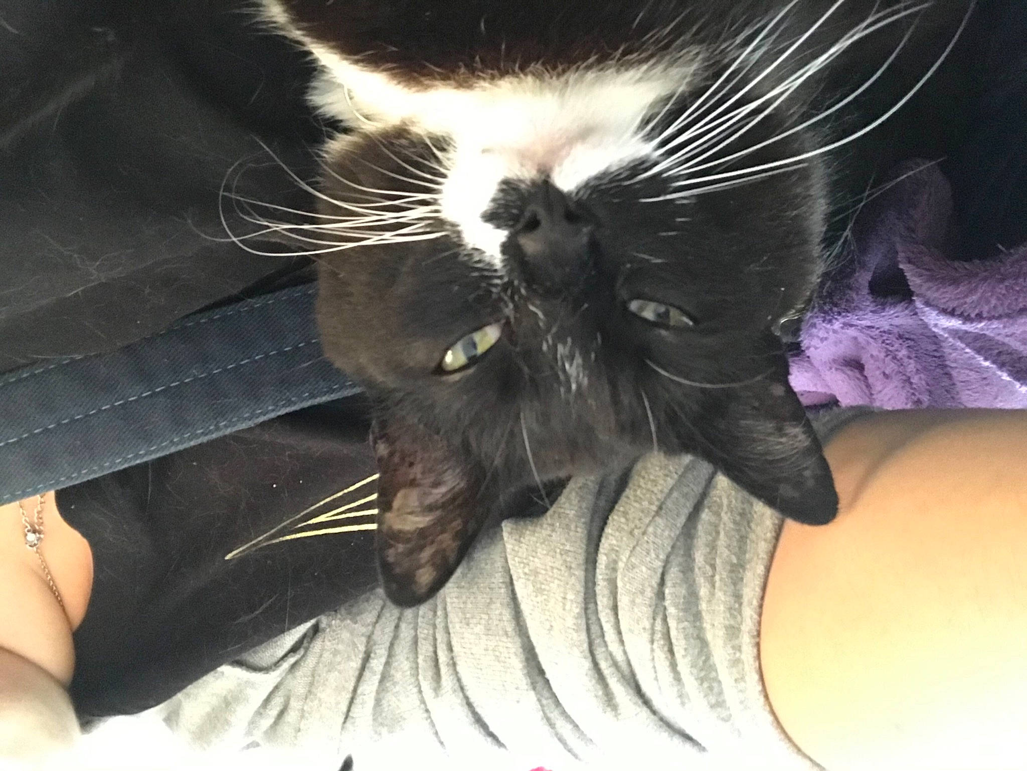 Flash is registered to the contest to win money with this photo: black_cat, black_hair, carnivore, cat, comfort, felidae, foot, fur, gesture, human_body, human_leg, leg, light, paw, small_to_medium_sized_cats, snout, sunglasses, tail, thigh, whiskers