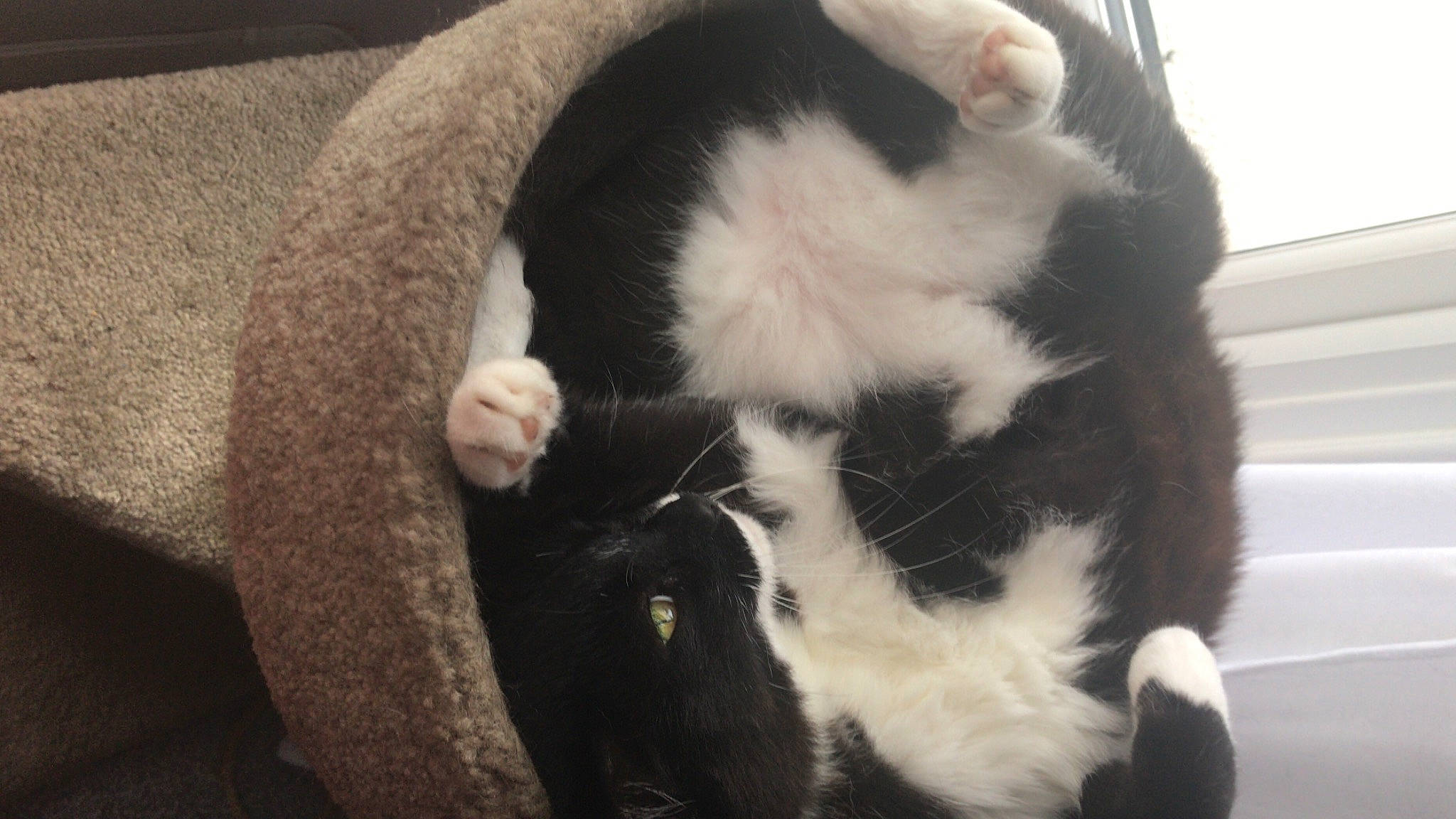 Flash joined the competition — help win amazing prizes! beard, carnivore, cat, claw, comfort, companion_dog, dog_breed, domestic_short_haired_cat, felidae, formal_wear, fur, nap, paw, small_to_medium_sized_cats, tail, terrestrial_animal, whiskers