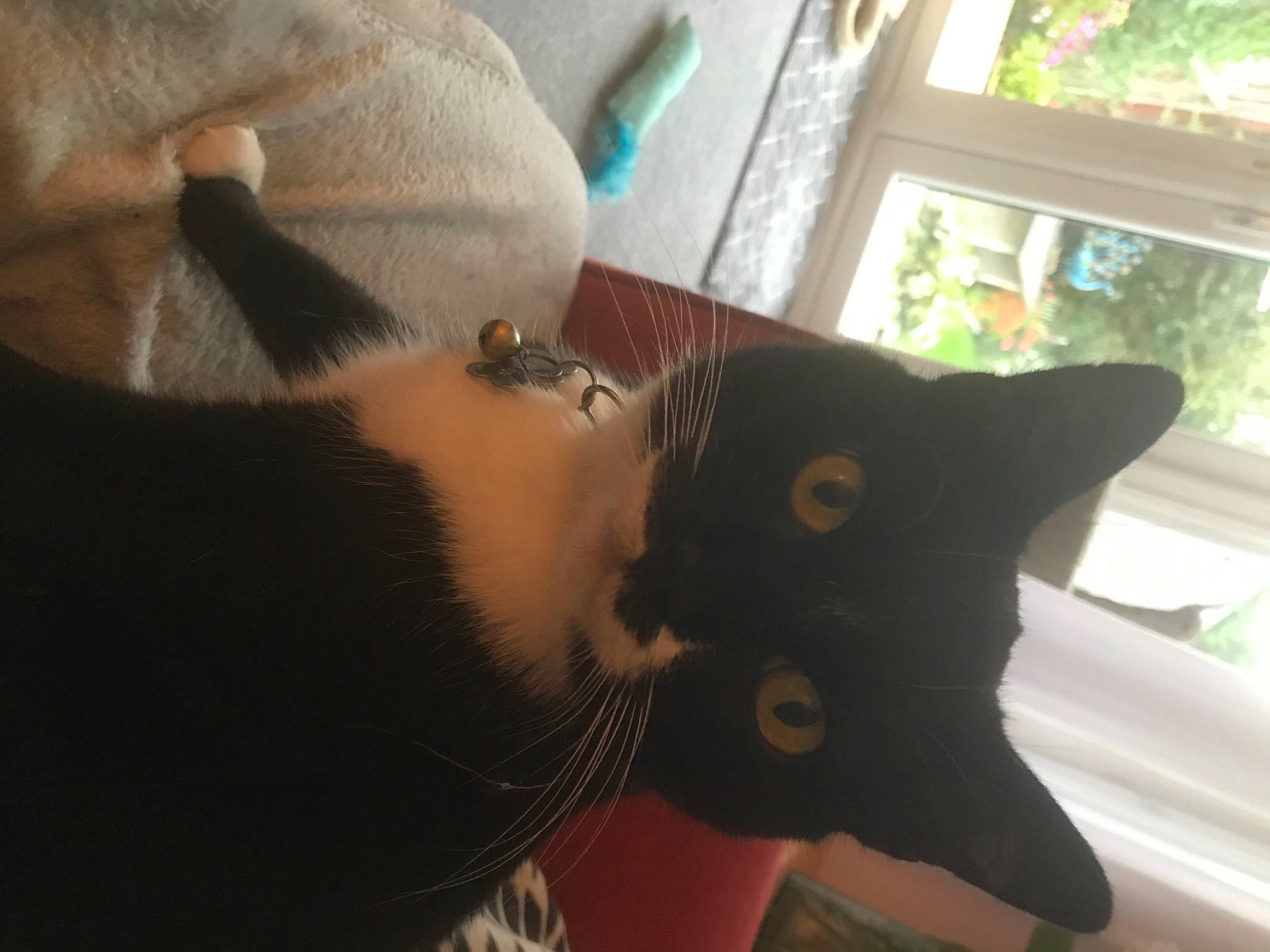 Flash is registered to the contest to win money with this photo: beard, cat, cool, ear, eye, eyebrow, eyelash, fawn, felidae, finger, head, jaw, mammal, neck, plant, skin, sunglasses, toy, tree, window