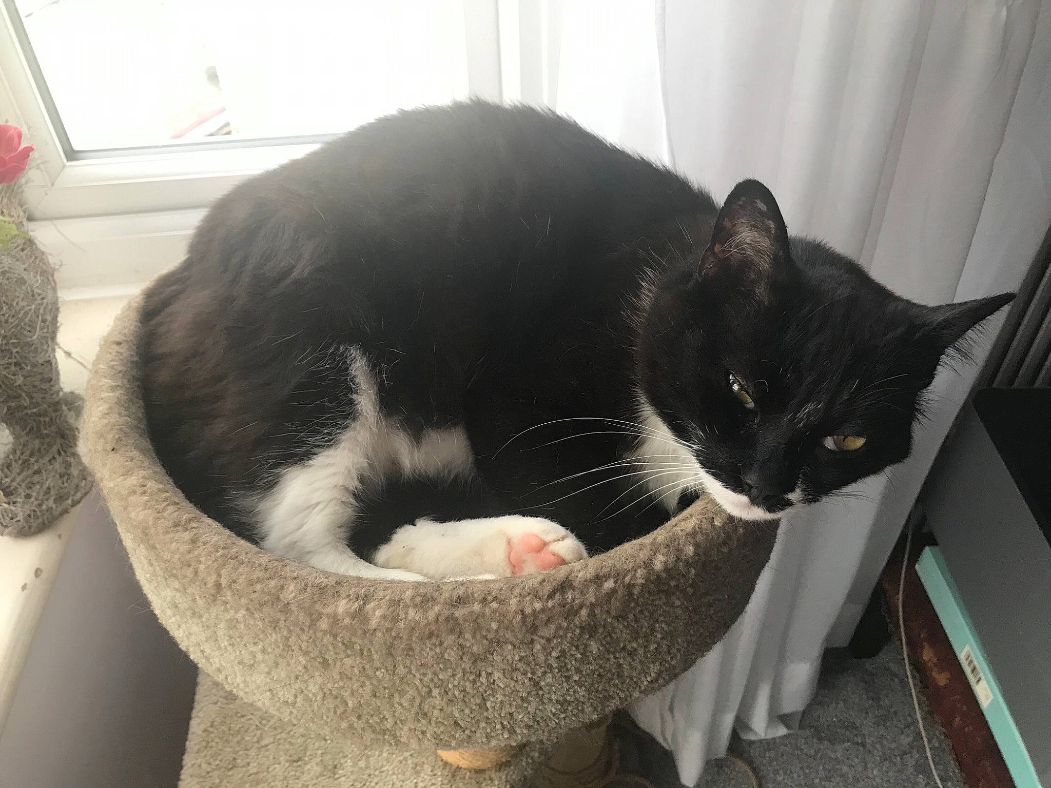 Flash is registered to the contest to win money with this photo: box, carnivore, cat, cat_supply, comfort, curtain, domestic_short_haired_cat, felidae, fur, pet_supply, small_to_medium_sized_cats, snout, tail, whiskers, window, window_treatment