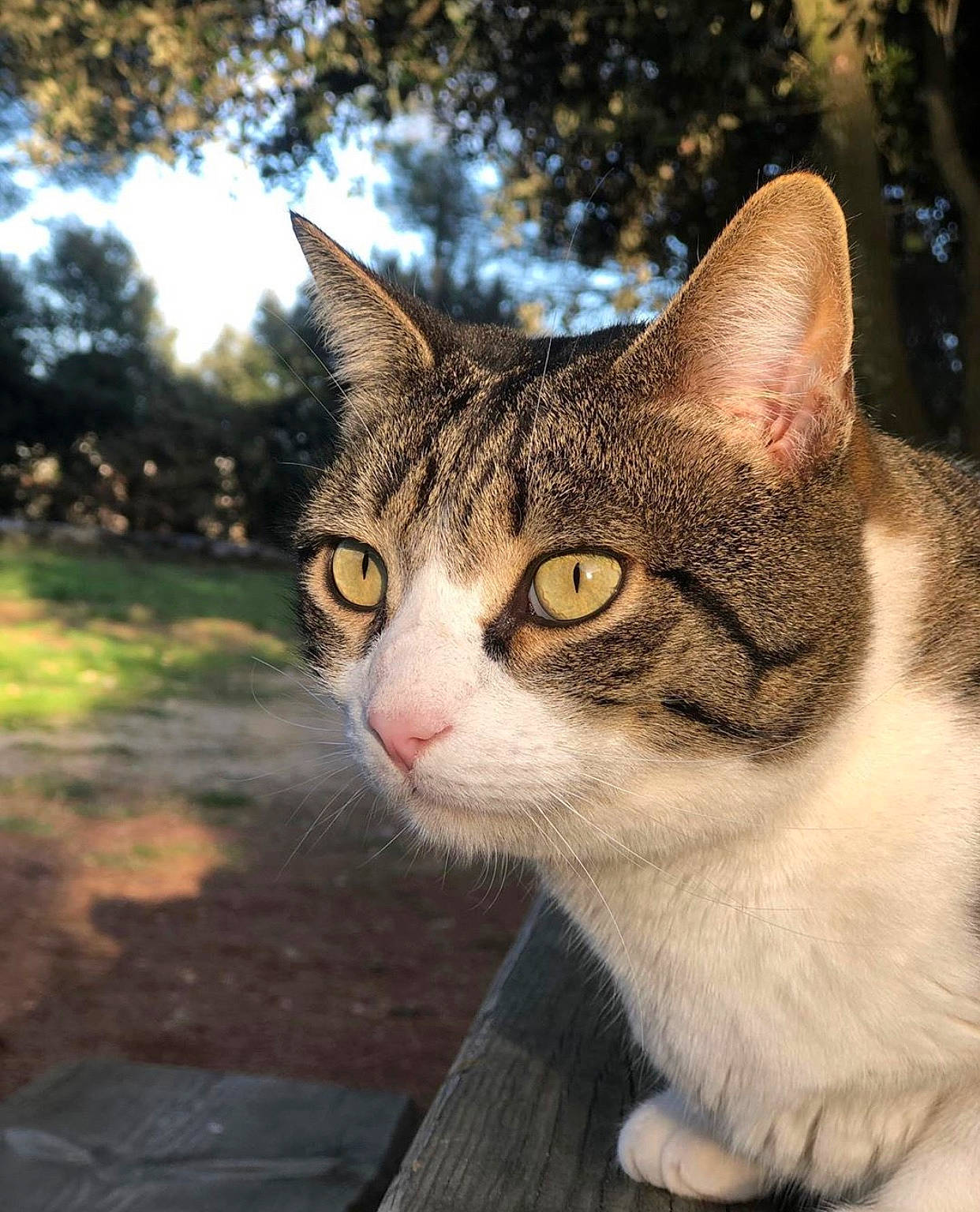 Sky participe au concours pour gagner de l'argent avec cette photo : art, carnivore, cat, domestic_short_haired_cat, eye, felidae, fur, grass, head, plant, sky, small_to_medium_sized_cats, snout, tail, tree, whiskers