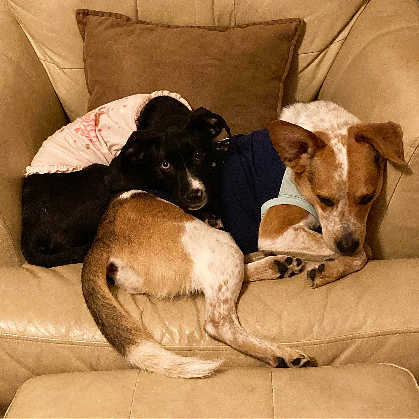 Sasha joined the competition — help win amazing prizes! ancient_dog_breeds, canidae, carnivore, chair, comfort, companion_dog, couch, dog, dog_breed, fawn, magyar_agar, mammal, pet_supply, rampur_greyhound, sighthound, sporting_group, terrestrial_animal, toy_dog, working_animal