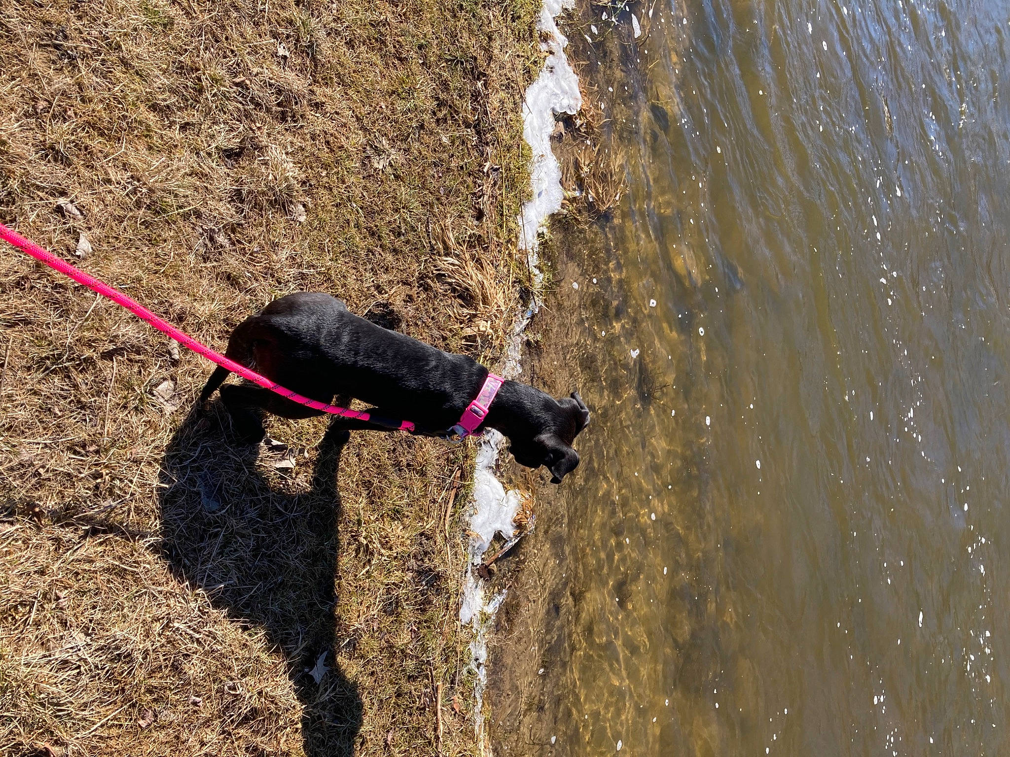 Sasha is registered to the contest to win money with this photo: active_pants, adventure, bungee_cord, collar, dog, dog_breed, extreme_sport, fun, lake, leash, pet_supply, recreation, rope, rope_rhythmic_gymnastics, shadow, soil, sporting_group, sports, thigh, water