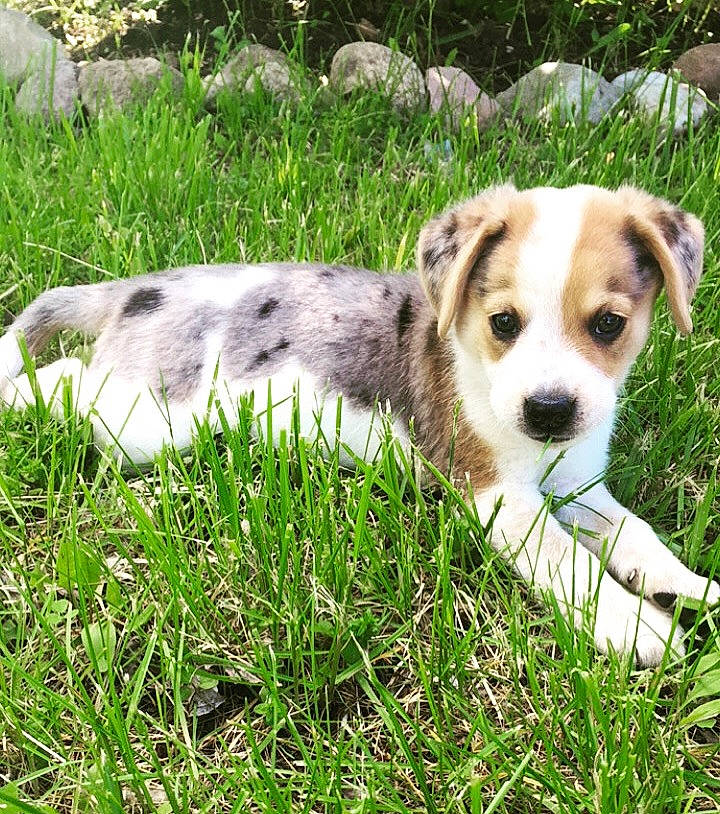 Sawyer joined the competition — help win amazing prizes! canidae, carnivore, companion_dog, dog, dog_breed, grass, mammal, plant, puppy, russell_terrier, snout, sporting_group, vertebrate