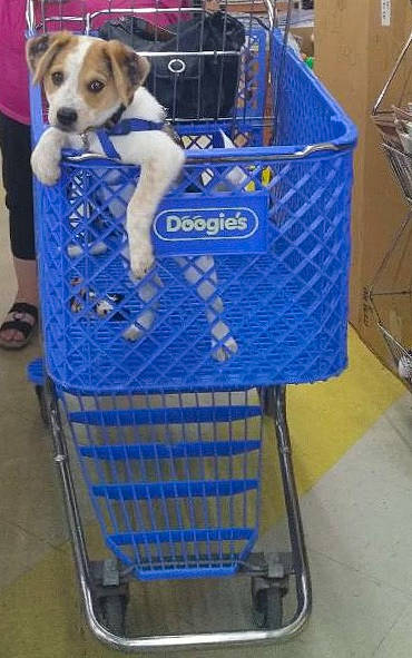 Sawyer is registered to the contest to win money with this photo: canidae, carnivore, dog, dog_breed