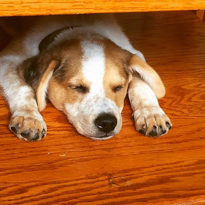 Sawyer is registered to the contest to win money with this photo: american_foxhound, beagador, beagle, canidae, carnivore, companion_dog, dog, dog_breed, english_foxhound, grand_anglo_francais_tricolore, harrier, hound, mammal, paw, rare_breed_dog, snout, vertebrate