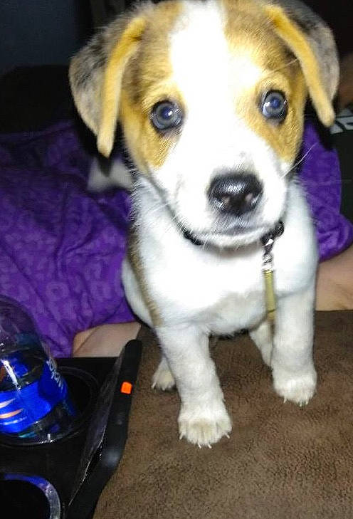 Sawyer is registered to the contest to win money with this photo: beagador, beagle, beaglier, canidae, carnivore, companion_dog, danish_swedish_farmdog, dog, dog_breed, feist, harrier, jack_russell_terrier, mammal, miniature_fox_terrier, parson_russell_terrier, puppy, rare_breed_dog, russell_terrier, snout, vertebrate