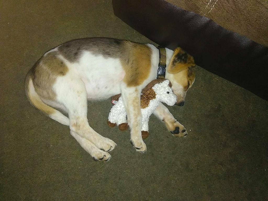 Sawyer is registered to the contest to win money with this photo: american_foxhound, canidae, carnivore, dog, dog_breed, estonian_hound, fawn, fox_terrier, harrier, mammal, pointer, sporting_group, tail, treeing_walker_coonhound, vertebrate