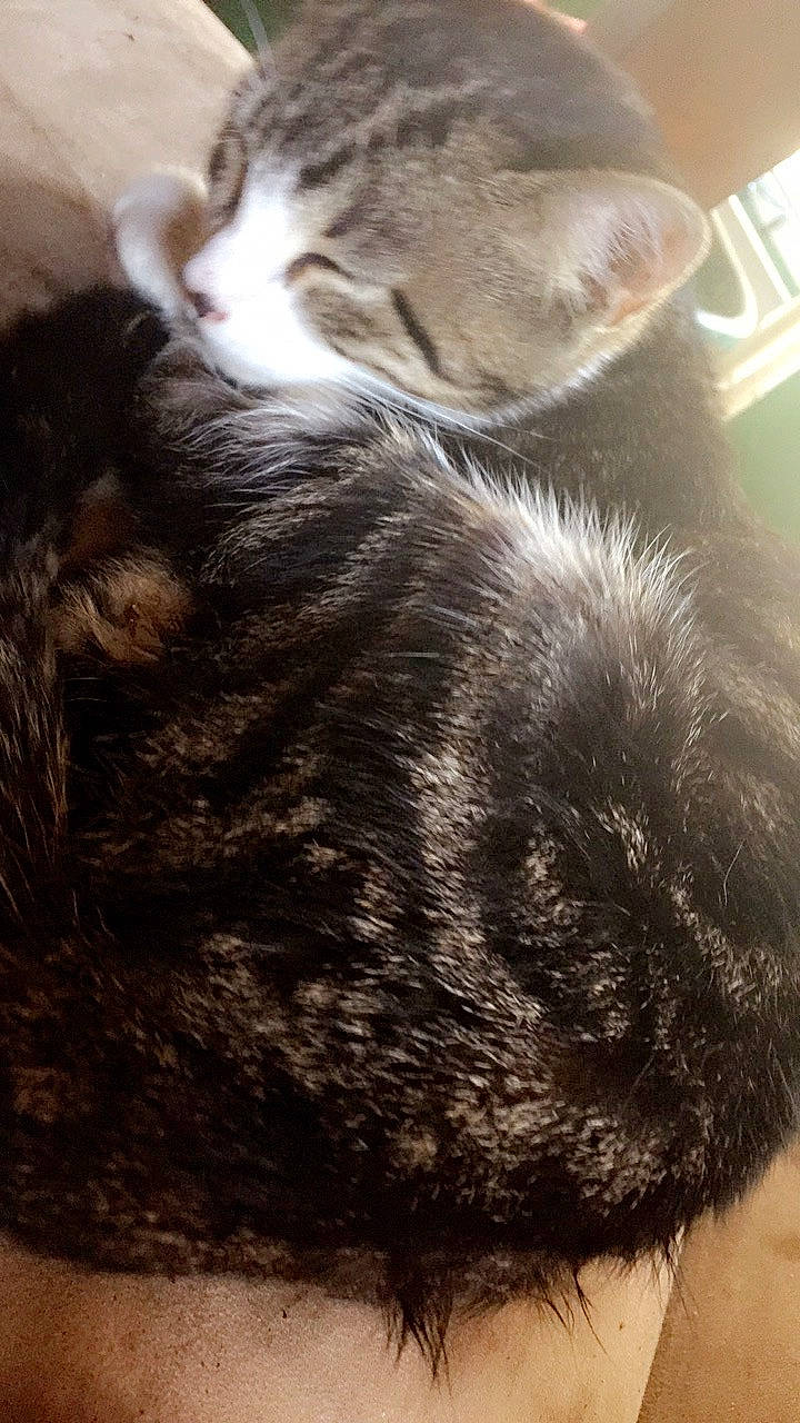 Carmella joined the competition — help win amazing prizes! carnivore, cat, ear, european_shorthair, felidae, fur, hair, small_to_medium_sized_cats, snout, tabby_cat, tail, whiskers