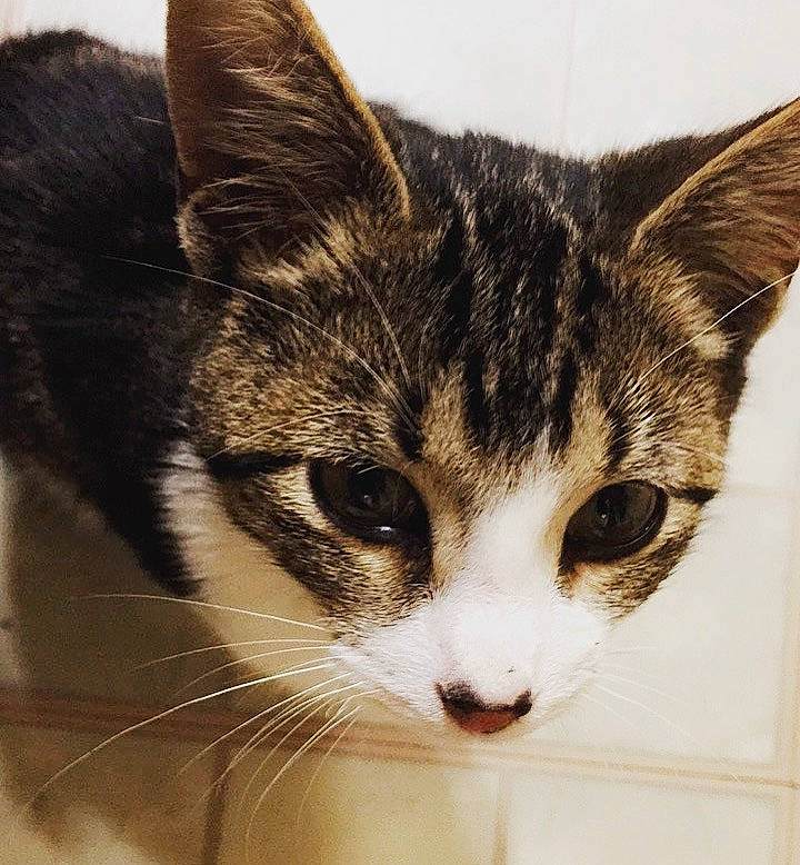 Carmella is registered to the contest to win money with this photo: aegean_cat, american_wirehair, asian, carnivore, cat, close_up, domestic_short_haired_cat, european_shorthair, eye, felidae, fur, kitten, mammal, nose, small_to_medium_sized_cats, snout, tabby_cat, tail, whiskers, wildlife