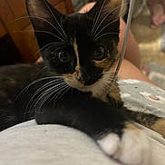 Baby Kitty joined the competition — help win amazing prizes! kitten, calico, cat, paw, whiskers, indoor, person, lap, curious, closeup, pet, animal, feline, young, cute, home, relaxed, soft, looking, fur