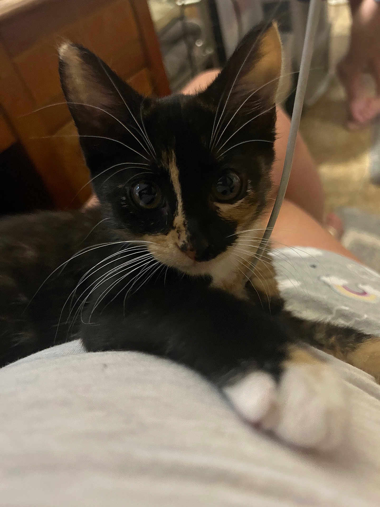 Baby Kitty joined the competition — help win amazing prizes! kitten, calico, cat, paw, whiskers, indoor, person, lap, curious, closeup, pet, animal, feline, young, cute, home, relaxed, soft, looking, fur