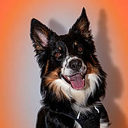 Tims a rejoint le concours — aidez-le/la à gagner de superbes lots ! animal, black_fur, canine, close_up, cute, dog, domestic_animal, ears_up, friendly, fur, gradient_background, happy, pet, portrait, smiling, studio_lighting, tan_fur, tongue_out, wearing_harness, white_fur