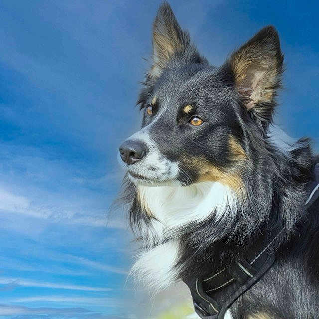 Tims a rejoint le concours — aidez-le/la à gagner de superbes lots ! alert, animal, beautiful, blue_sky, canine, closeup, collar, daylight, dog, ears, fluffy, fur, majestic, muzzle, nature, outdoor, pet, portrait, sky, watchful