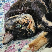 Gypsy is registered to the contest to win money with this photo: cat, tortoiseshell_cat, pet, animal, feline, green_eyes, paw, paw_pads, whiskers, fur, close_up, resting, indoor, blanket, floral_pattern, cute, relaxed, cozy, sleepy, domestic_cat