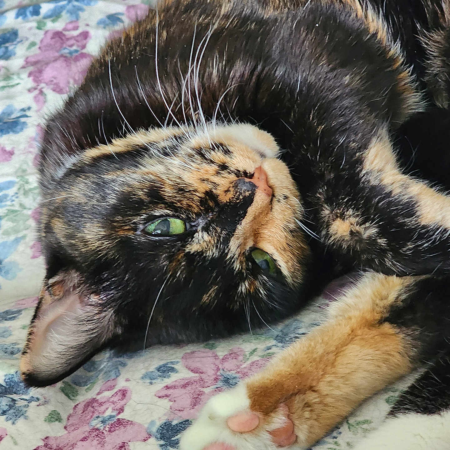 Gypsy