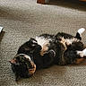 animal, carpet, cat, cozy, cute, domestic, feline, fur, household, indoor, lying_down, mammal, paws, pet, playful, relaxed, resting, soft, tortoiseshell, whiskers