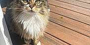 Chausette participe au concours pour gagner de l'argent avec cette photo : animal, bench, cat, closeup, curious, daylight, deck, ears, feline, fluffy, greenery, nature, outdoor, paws, pet, shadow, sunlight, tabby, whiskers, wooden_floor