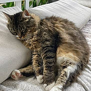 Chausette a rejoint le concours — aidez-le/la à gagner de superbes lots ! animal, bench, cat, cozy, cushion, domestic, feline, fluffy, fur, greenery, nature, outdoor, paw, pet, pillow, relaxing, resting, sleepy, tabby, whiskers
