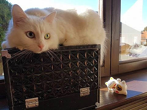 Raziel a rejoint le concours — aidez-le/la à gagner de superbes lots ! american_curl, british_semi_longhair, carnivore, cat, colorpoint_shorthair, european_shorthair, fawn, felidae, fur, khao_manee, kitten, ragamuffin, ragdoll, small_to_medium_sized_cats, turkish_angora, turkish_van, whiskers