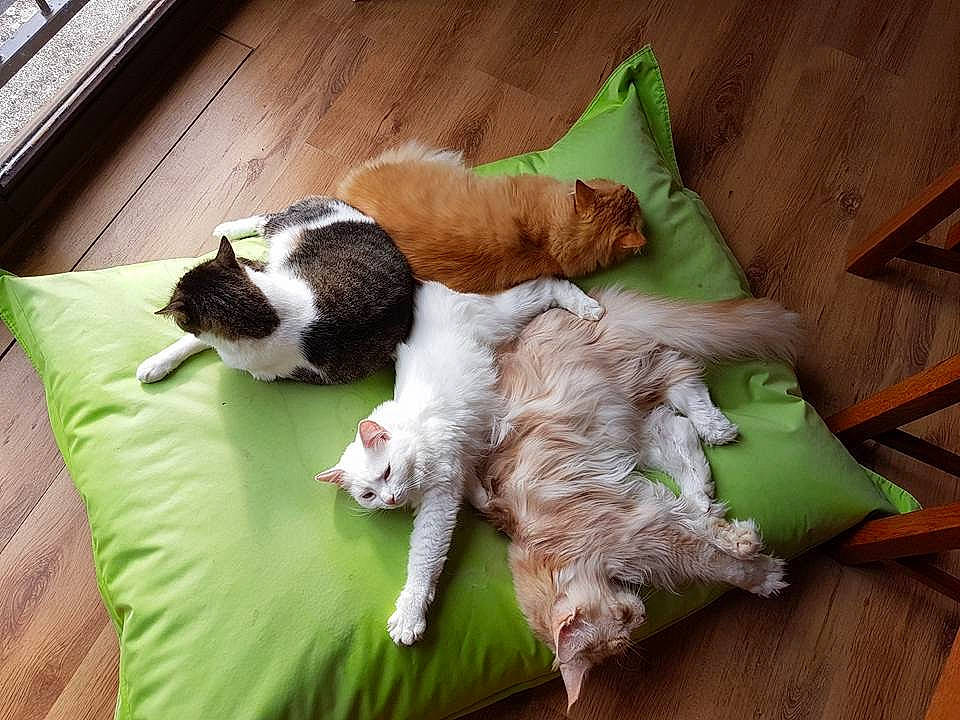 Raziel a rejoint le concours — aidez-le/la à gagner de superbes lots ! canidae, carnivore, companion_dog, dog, dog_breed, kooikerhondje, mammal, nap, puppy, shih_tzu, spaniel, sporting_group, tail