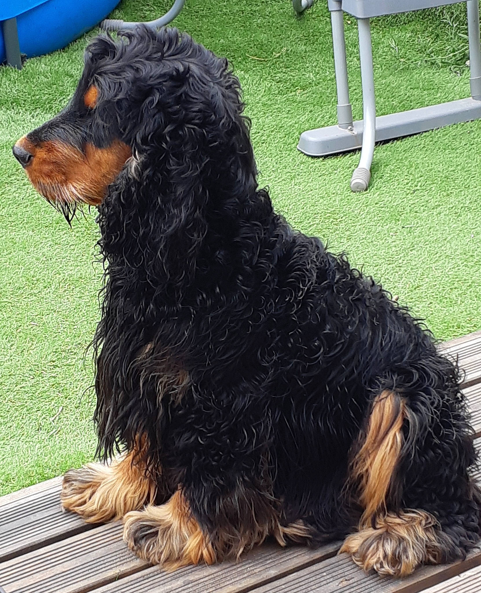 Haribo a rejoint le concours — aidez-le/la à gagner de superbes lots ! canidae, carnivore, companion_dog, dog, dog_breed, gordon_setter, grass, mammal, puppy, rare_breed_dog, spaniel, sporting_group, terrier, vertebrate