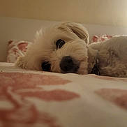 Moukette participe au concours pour gagner de l'argent avec cette photo : dog, pet, bed, indoor, white, fluffy, lying_down, cozy, relaxed, animal, cute, sleepy, closeup, soft, collar, fur, comfort, resting, domestic, companion