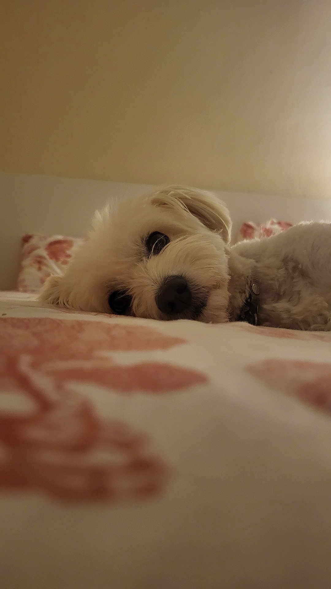 Moukette participe au concours pour gagner de l'argent avec cette photo : dog, pet, bed, indoor, white, fluffy, lying_down, cozy, relaxed, animal, cute, sleepy, closeup, soft, collar, fur, comfort, resting, domestic, companion