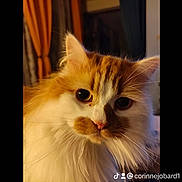 Shadow participe au concours pour gagner de l'argent avec cette photo : cat, orange_cat, white_cat, fluffy, close_up, portrait, pet, animal, whiskers, cute, indoor, feline, curious, soft_light, face, ears, fur, domestic_cat, warm_colors, blurred_background