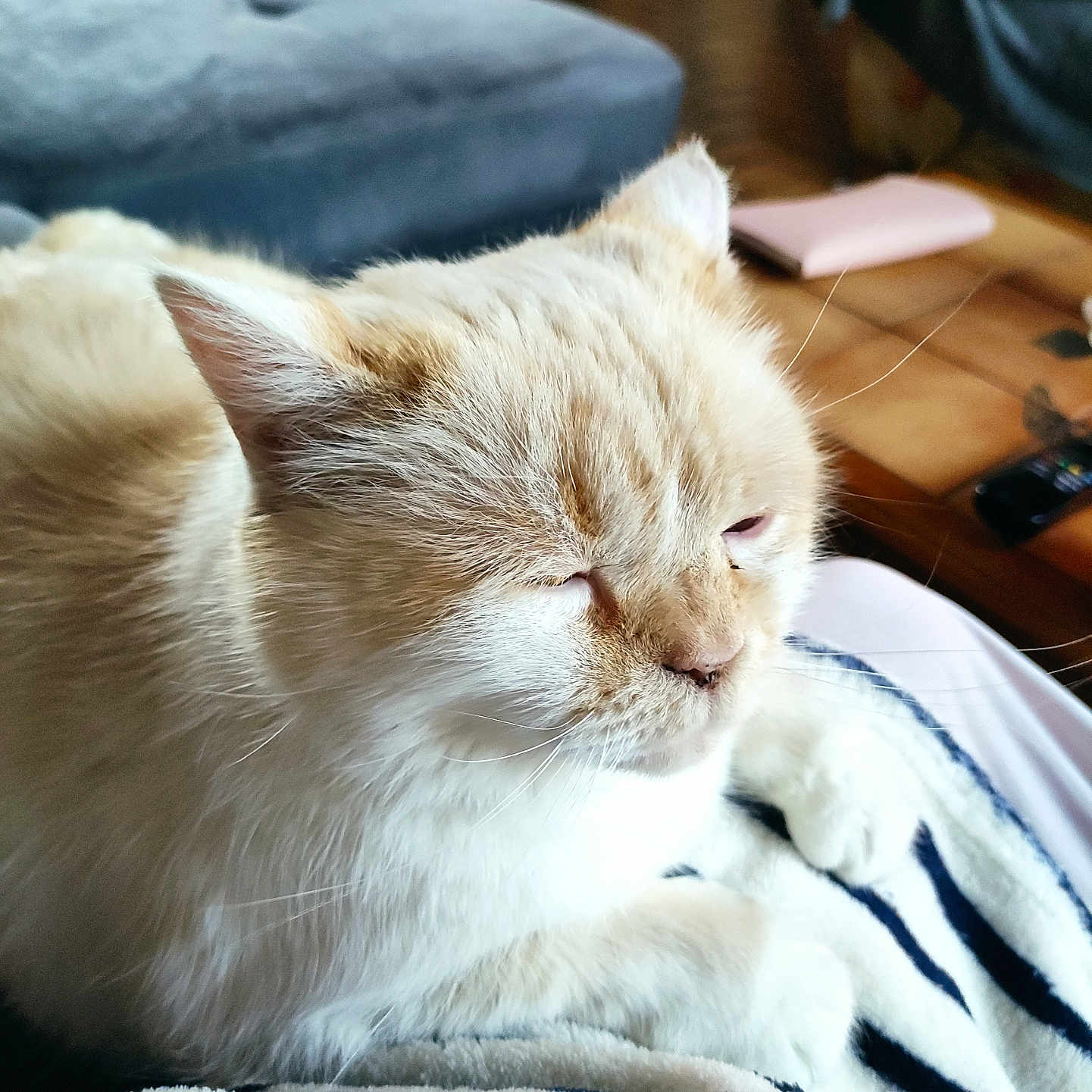 Sherka participe au concours pour gagner de l'argent avec cette photo : animal, cat, close_up, comfort, cozy, cute, domestic, feline, fluffy, fur, home, indoor, paws, pet, relaxed, resting, sleepy, soft, striped_blanket, whiskers