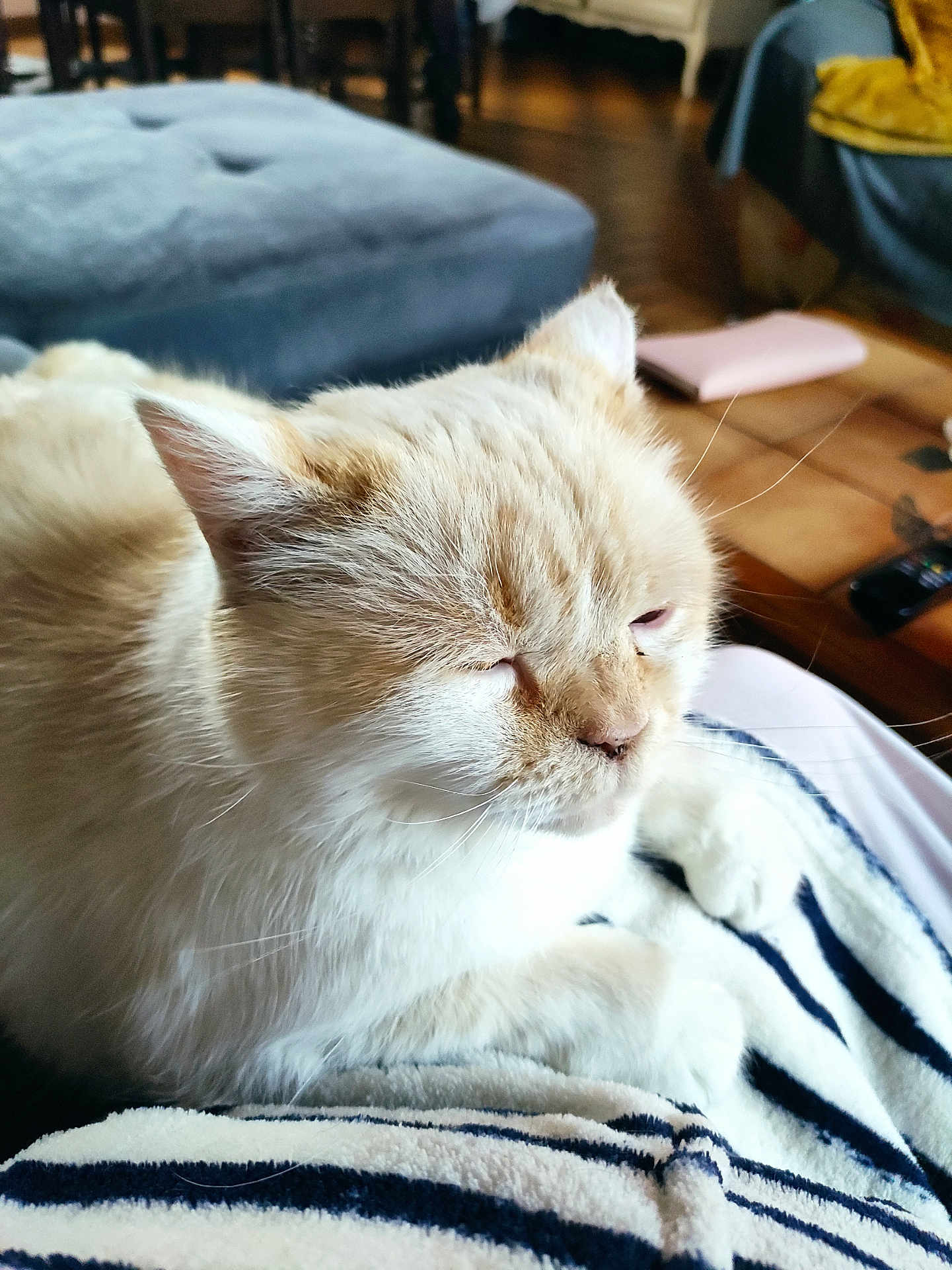 Sherka participe au concours pour gagner de l'argent avec cette photo : cat, fluffy, resting, striped_blanket, indoor, close_up, pet, feline, sleepy, cozy, home, fur, whiskers, relaxed, comfort, domestic, animal, cute, paws, soft