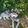 Urkan participe au concours pour gagner de l'argent avec cette photo : dog, siberian_husky, outdoor, grass, plants, flowers, leash, sunlight, pet, canine, nature, greenery, happy, animal, resting, fur, ears, tongue, smiling, daytime