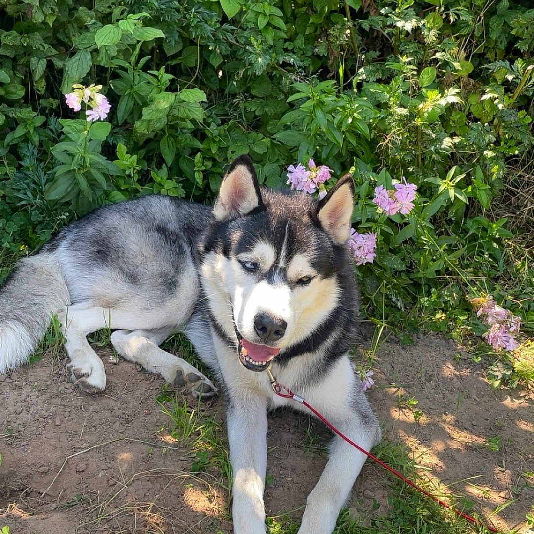 Urkan participe au concours pour gagner de l'argent avec cette photo : animal, canine, daytime, dog, ears, flowers, fur, grass, greenery, happy, leash, nature, outdoor, pet, plants, resting, siberian_husky, smiling, sunlight, tongue