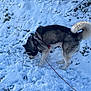 Urkan a rejoint le concours — aidez-le/la à gagner de superbes lots ! dog, husky, snow, leash, harness, outdoor, animal, pet, winter, curled_tail, sniffing, fur, nature, cold, ground, walking, daylight, canine, muzzle, exploring