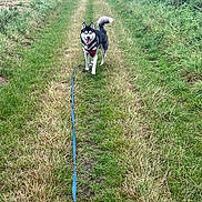 Urkan participe au concours pour gagner de l'argent avec cette photo : dog, husky, leash, grass, path, field, outdoor, nature, animal, canine, walking, greenery, rural, happy, pet, fur, tail, ears, tongue, landscape