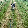 dog, husky, leash, grass, path, field, outdoor, nature, animal, canine, walking, greenery, rural, happy, pet, fur, tail, ears, tongue, landscape