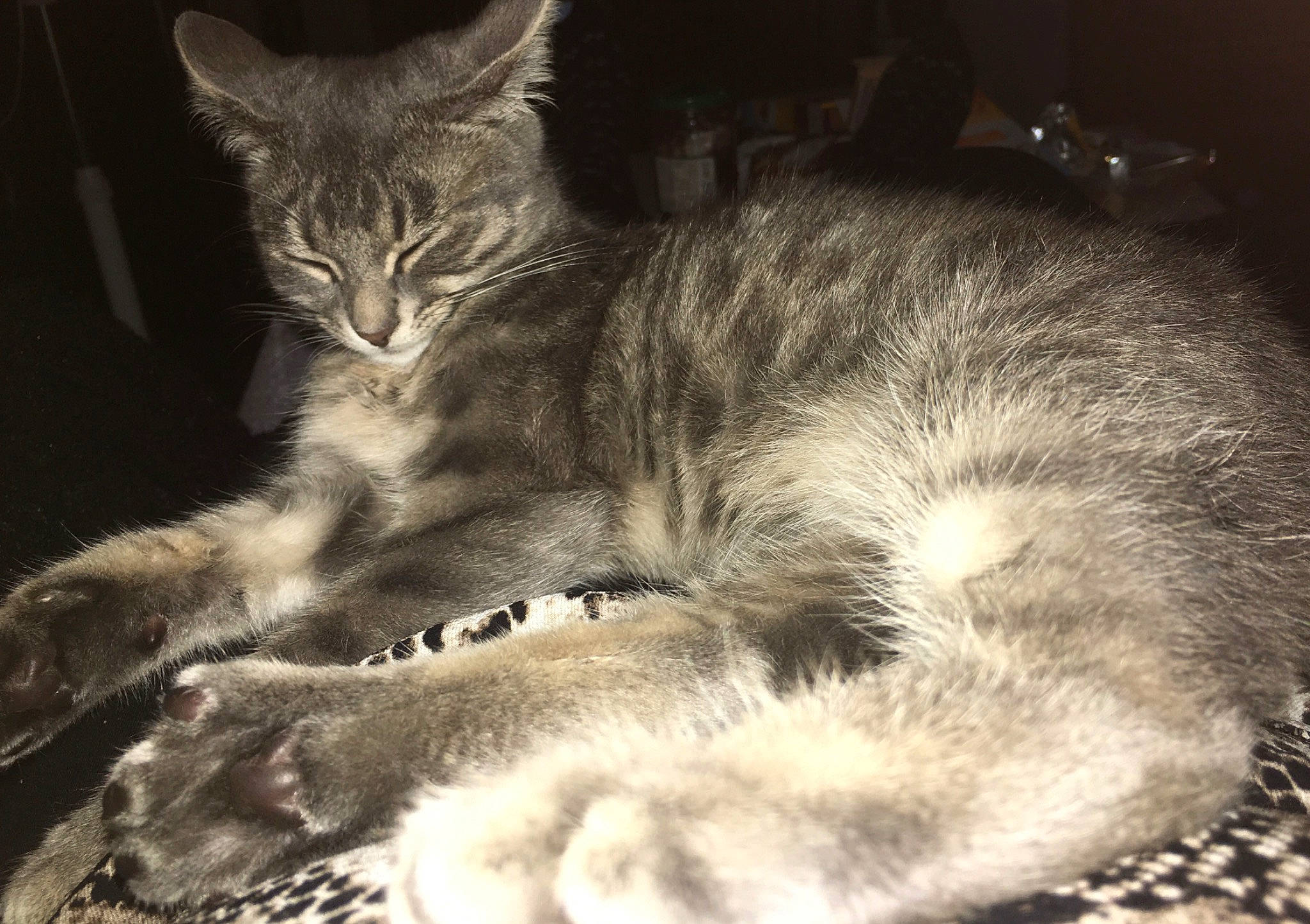 Lala participe au concours pour gagner de l'argent avec cette photo : asian, black_and_white, carnivore, cat, domestic_short_haired_cat, dragon_li, egyptian_mau, european_shorthair, felidae, fur, kitten, mammal, monochrome, nebelung, oriental_longhair, sky, small_to_medium_sized_cats, tabby_cat, tail, whiskers