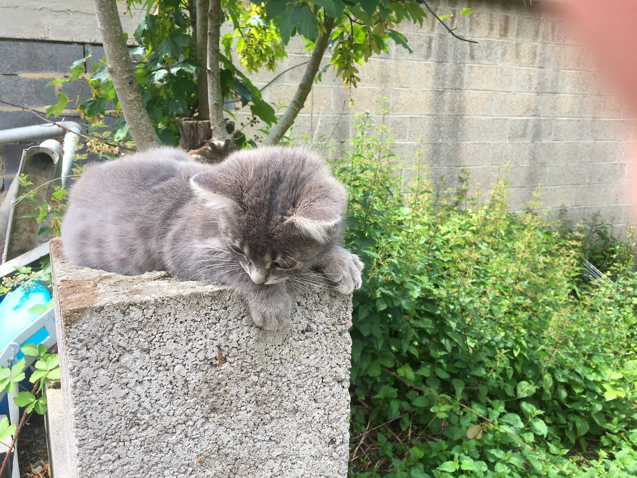 Lala a rejoint le concours — aidez-le/la à gagner de superbes lots ! british_longhair, british_semi_longhair, british_shorthair, carnivore, cat, chartreux, domestic_short_haired_cat, european_shorthair, fawn, felidae, grass, nebelung, plant, russian_blue, small_to_medium_sized_cats, tree, whiskers