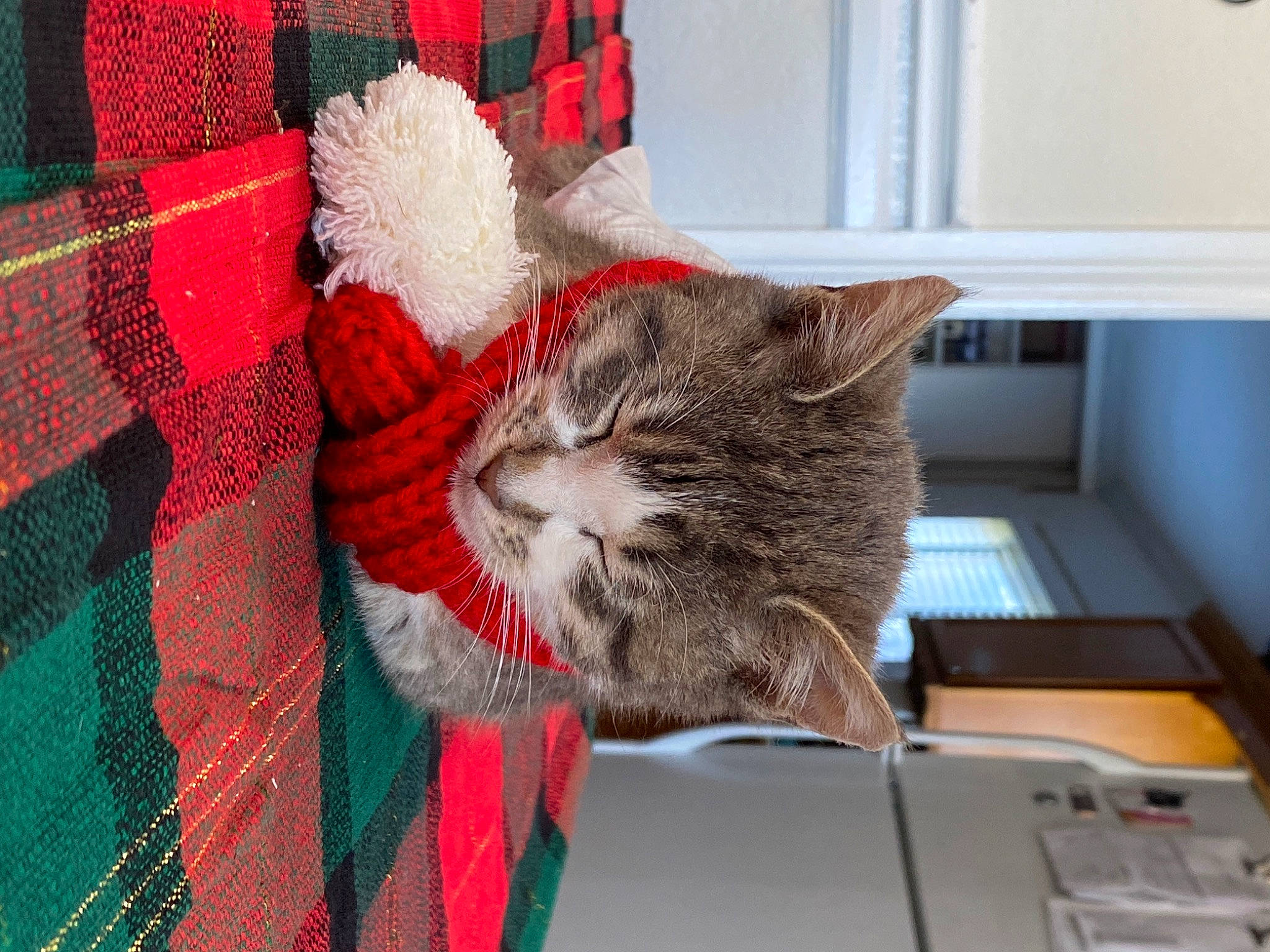 Toby joined the competition — help win amazing prizes! carmine, carnivore, cat, comfort, domestic_short_haired_cat, felidae, flooring, fur, grey, linens, pattern, plaid, small_to_medium_sized_cats, tail, tartan, thread, whiskers, window, wood, wool