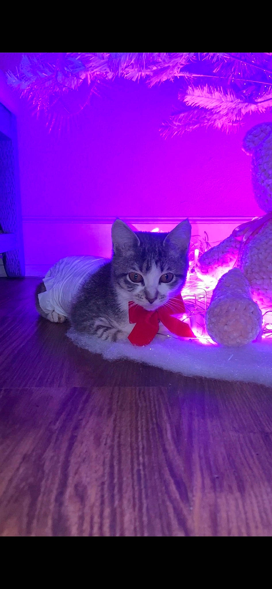 Toby joined the competition — help win amazing prizes! carnivore, cat, comfort, darkness, domestic_short_haired_cat, electric_blue, event, felidae, fur, magenta, night, pink, plant, purple, sky, small_to_medium_sized_cats, tail, tree, violet, whiskers