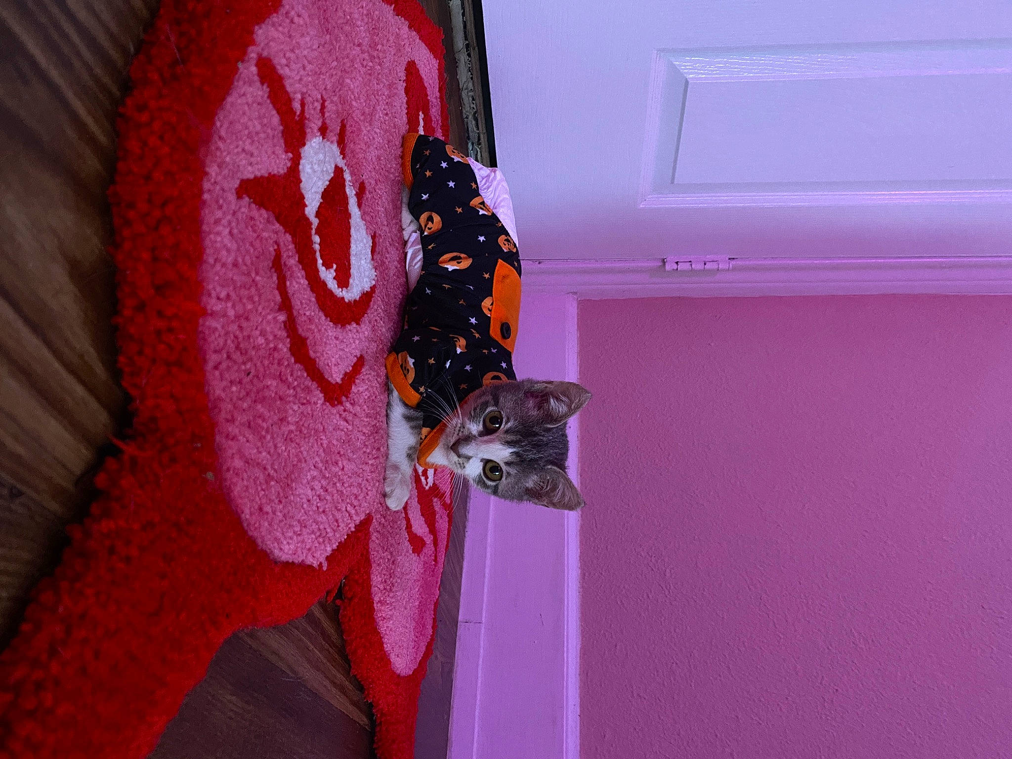 Toby is registered to the contest to win money with this photo: art, arthropod, butterfly, carmine, event, flowering_plant, insect, invertebrate, macro_photography, magenta, moths_and_butterflies, pattern, pest, petal, pink, plant, pollen, pollinator, visual_arts, wing