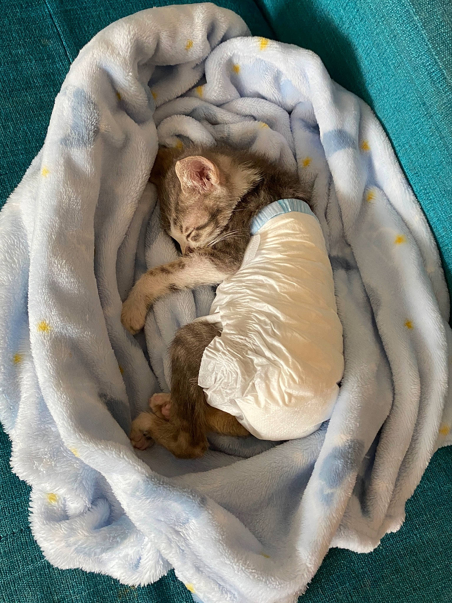 Toby joined the competition — help win amazing prizes! carnivore, cat, cat_bed, claw, comfort, domestic_short_haired_cat, fawn, felidae, fur, garlic, linens, nap, paw, petal, sleep, small_to_medium_sized_cats, tail, whiskers