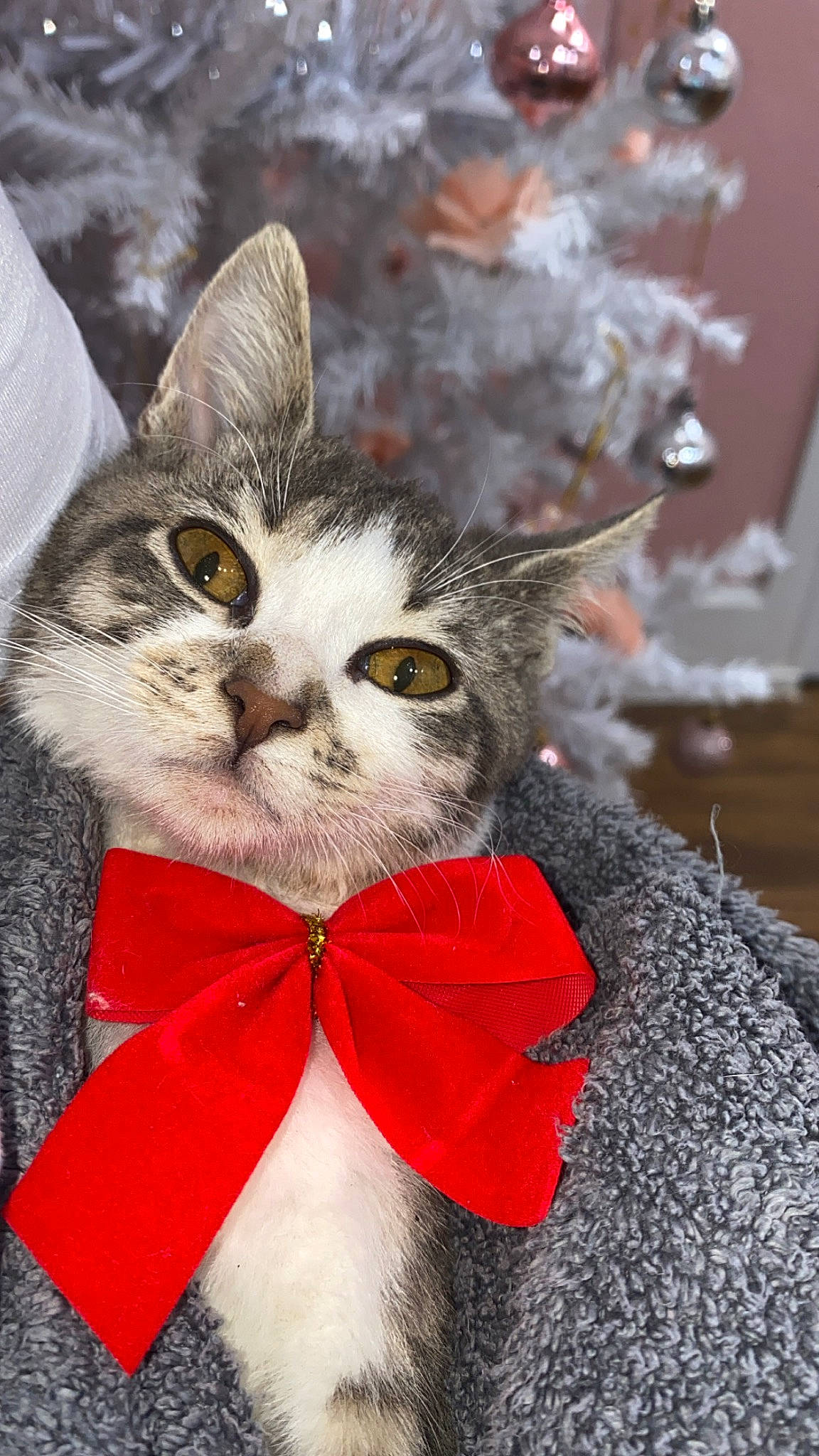 Toby is registered to the contest to win money with this photo: art, bow_tie, carnivore, cat, christmas_decoration, christmas_ornament, close_up, domestic_short_haired_cat, event, felidae, fur, glasses, grass, petal, plant, small_to_medium_sized_cats, snout, tail, tree, whiskers