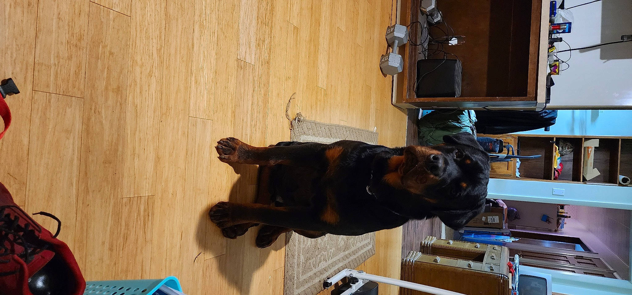 Bullett joined the competition — help win amazing prizes! canidae, carnivore, dog, dog_breed, fawn, flooring, guard_dog, hardwood, room, sculpture, sporting_group, tail, varnish, wood, wood_flooring, wood_stain