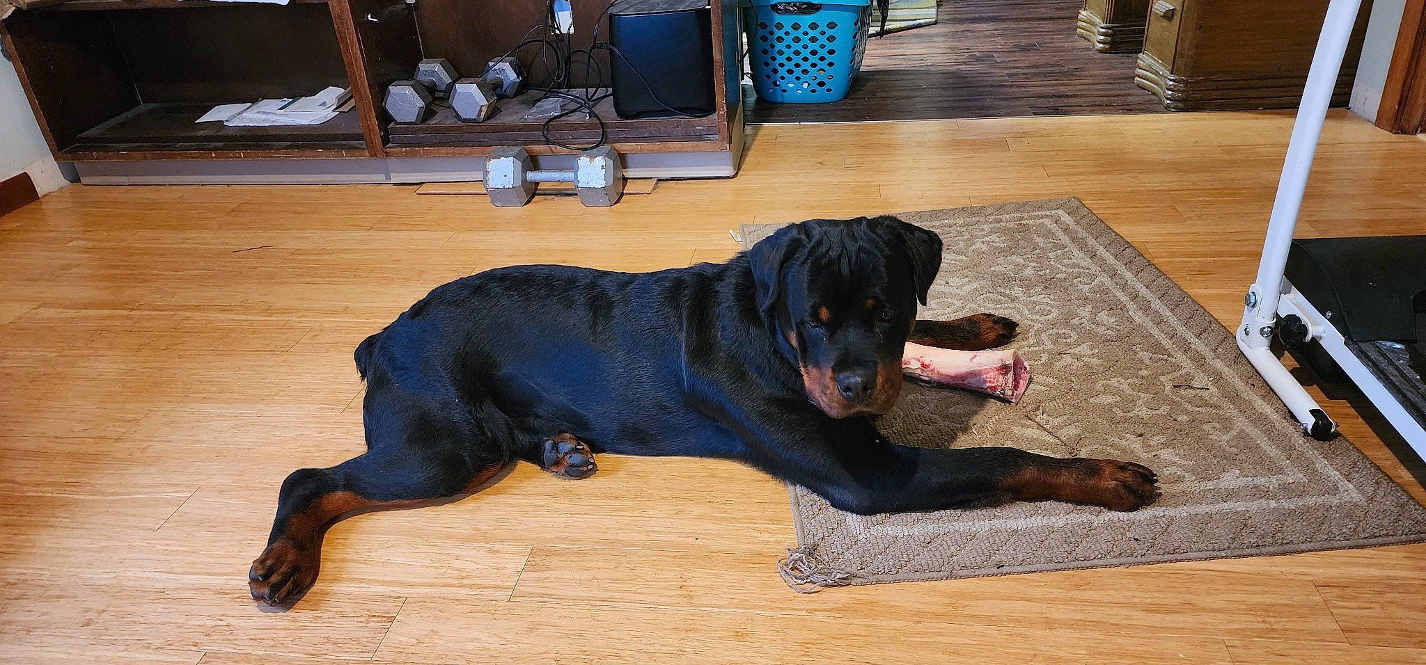 Bullett is registered to the contest to win money with this photo: carnivore, chair, collar, companion_dog, dog, dog_breed, door_mat, floor, flooring, fur, guard_dog, hardwood, laminate_flooring, terrestrial_animal, varnish, wood, wood_flooring, wood_stain, working_animal, working_dog