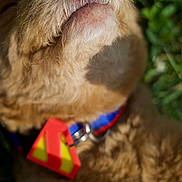 Krypto joined the competition — help win amazing prizes! dog, close_up, nose, fur, collar, tag, outdoor, grass, sunlight, pet, animal, curly_fur, muzzle, canine, portrait, macro, nature, colorful, red_tag, yellow_tag