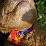 dog, close_up, nose, fur, collar, tag, outdoor, grass, sunlight, pet, animal, curly_fur, muzzle, canine, portrait, macro, nature, colorful, red_tag, yellow_tag