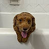 Krypto joined the competition — help win amazing prizes! dog, bathtub, bathroom, tongue_out, curly_fur, pet, white_tiles, soap_holder, cute, brown_dog, animal, wet_fur, looking, close_up, indoor, happy, bath_time, paw, face, ears