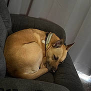 Cryztal joined the competition — help win amazing prizes! dog, sleeping, couch, indoor, tan_dog, collar, pet, resting, cozy, living_room, remote_control, furniture, curtains, relaxing, domestic_animal, canine, comfortable, peaceful, side_view, household